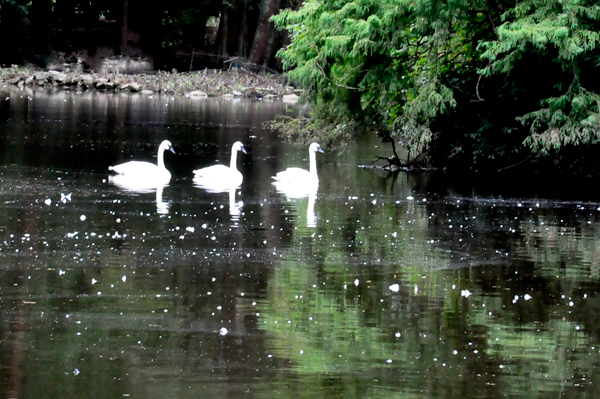 3 swans in a row